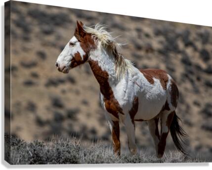 Scamper 4 Canvas Print