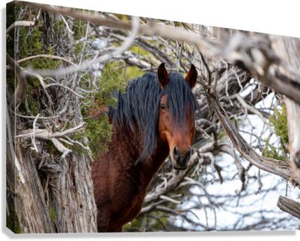 Through The Trees Canvas Print