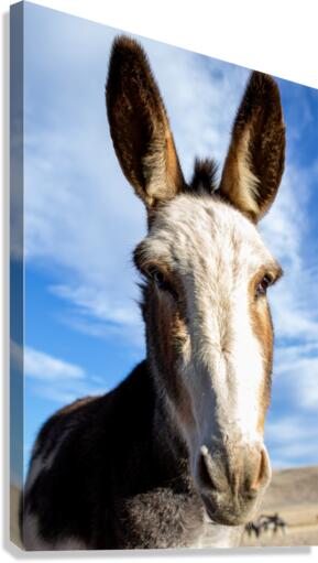 Wild Donkey Canvas Print