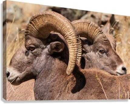 Rams Canvas Print