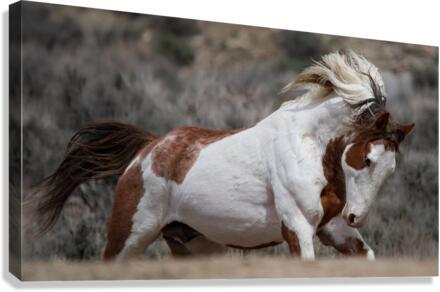 Scamper 2 Canvas Print
