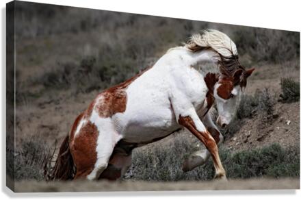 Scamper 3 Canvas Print