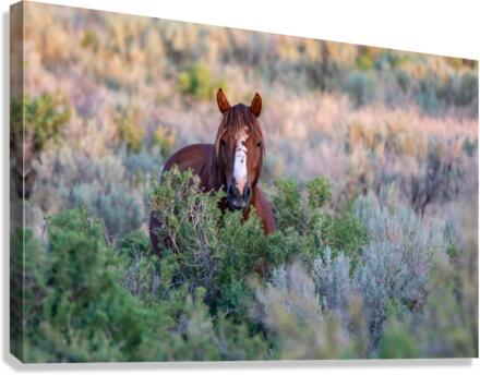 Merlin Canvas Print