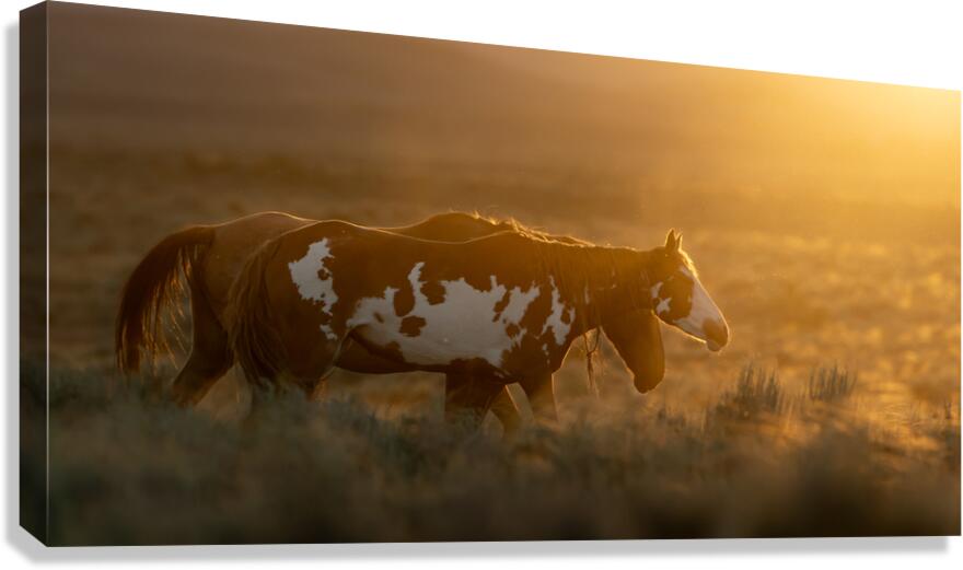 Wild Gold Canvas Print