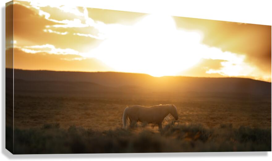 Bobby Canvas Print