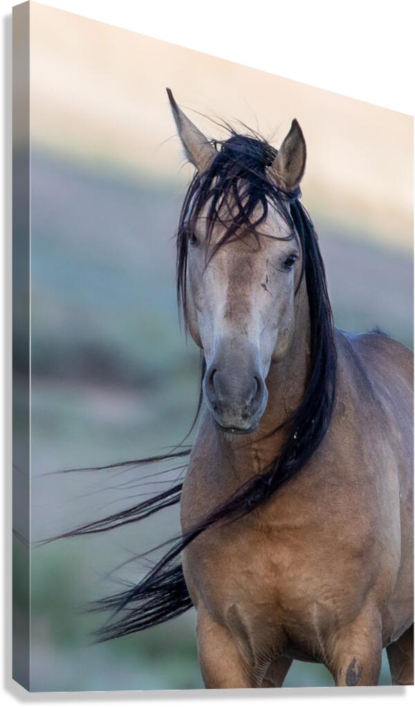 Parker Canvas Print