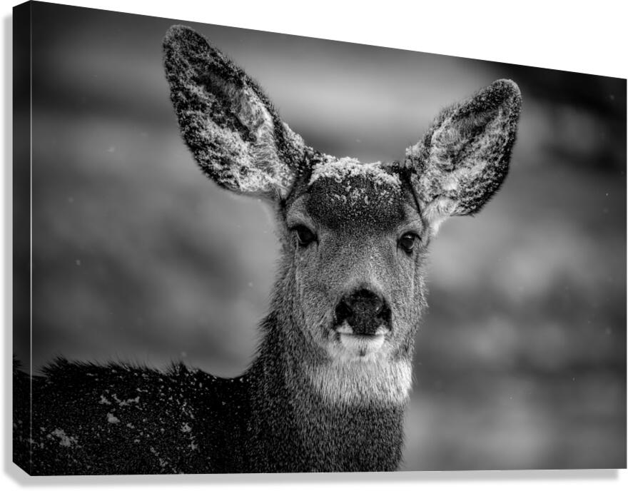 Winter Doe Canvas Print