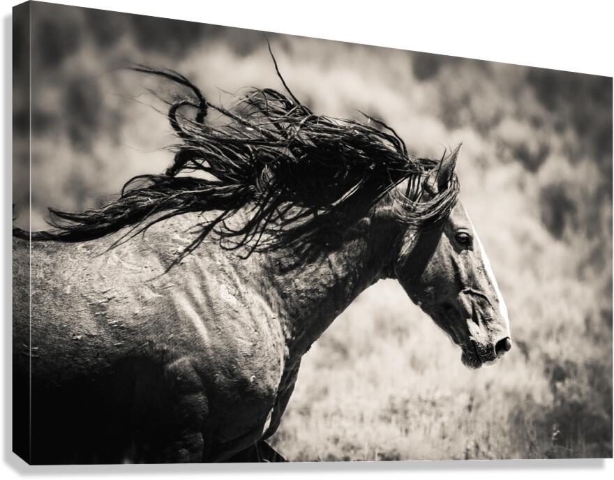 Lightfoot Canvas Print