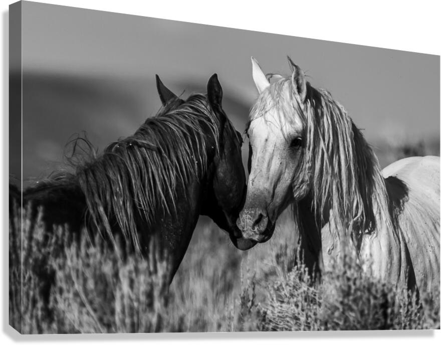 Centauro Canvas Print