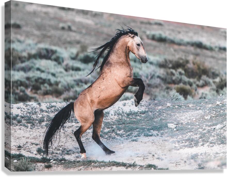 Rise Up Canvas Print