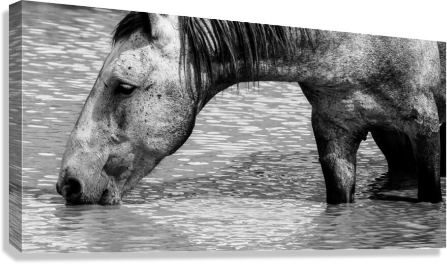 Legend Canvas Print