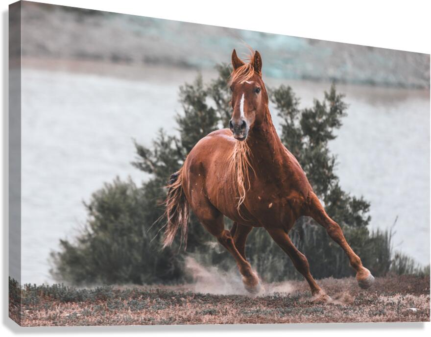Flicky On The Move Canvas Print