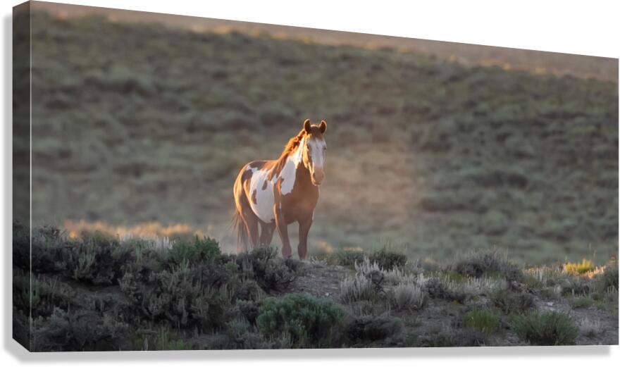 In The Light Canvas Print