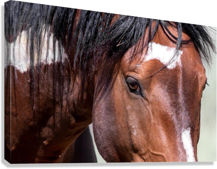 Wizard Eyes Canvas Print