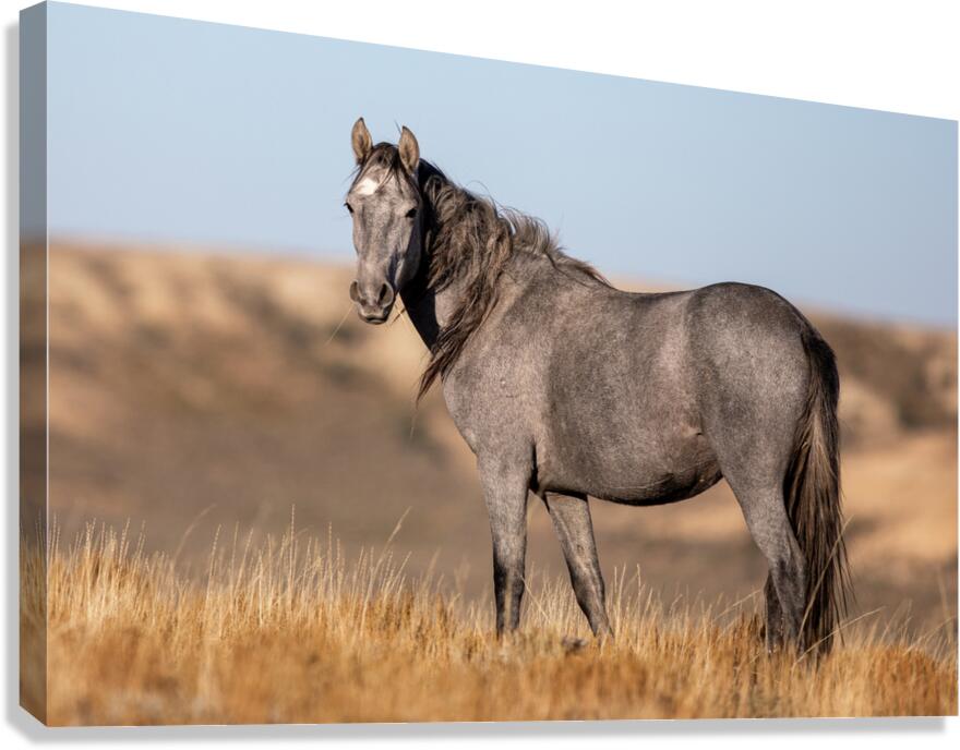 Sable Canvas Print