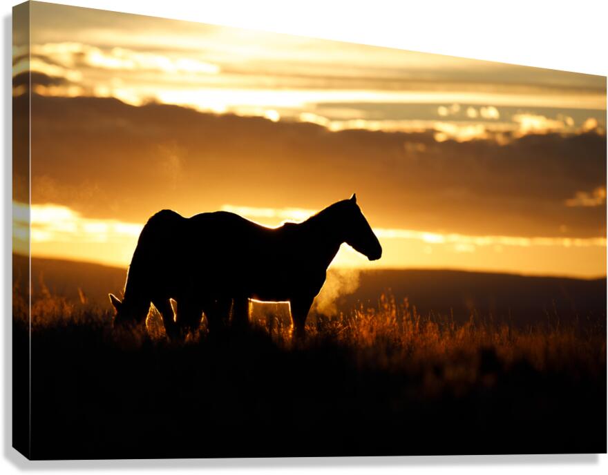Silhouette Canvas Print