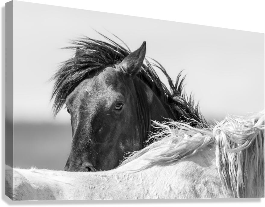 Astro Canvas Print