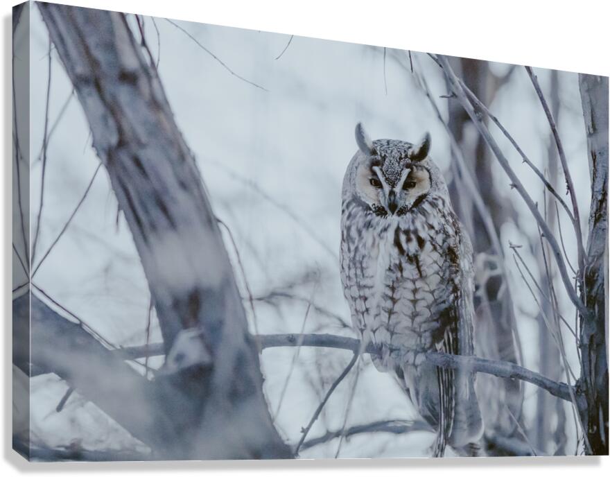 Long Eared Winter Canvas Print