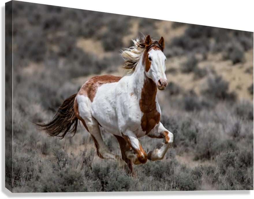 Scamper Canvas Print