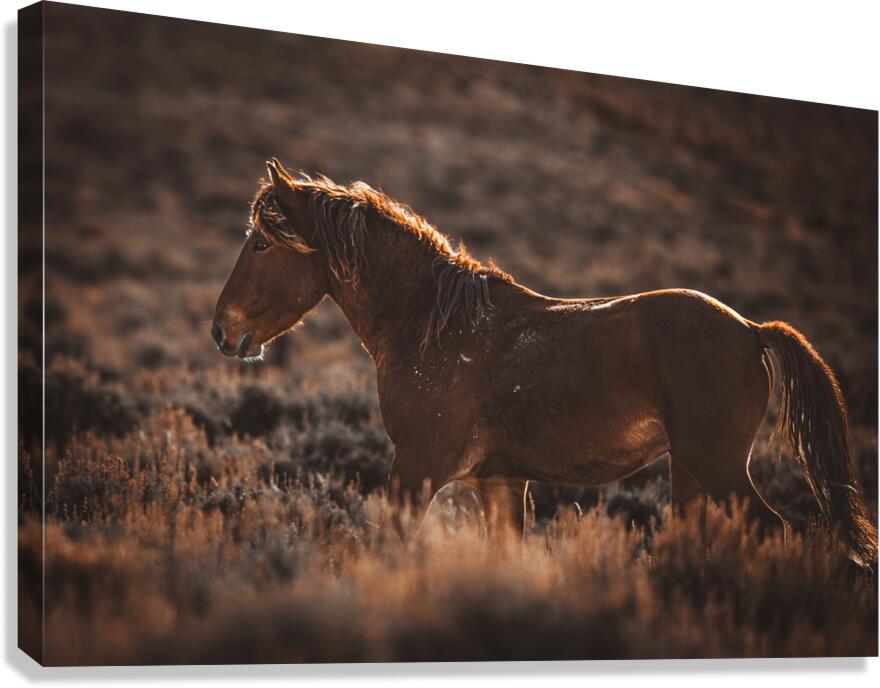 Determined Canvas Print