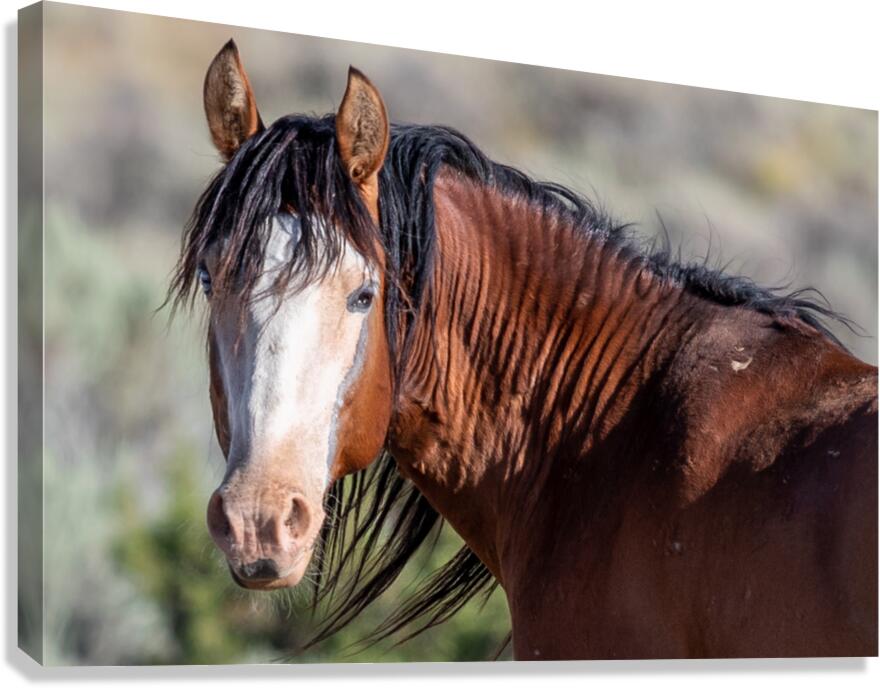 Shappa Canvas Print