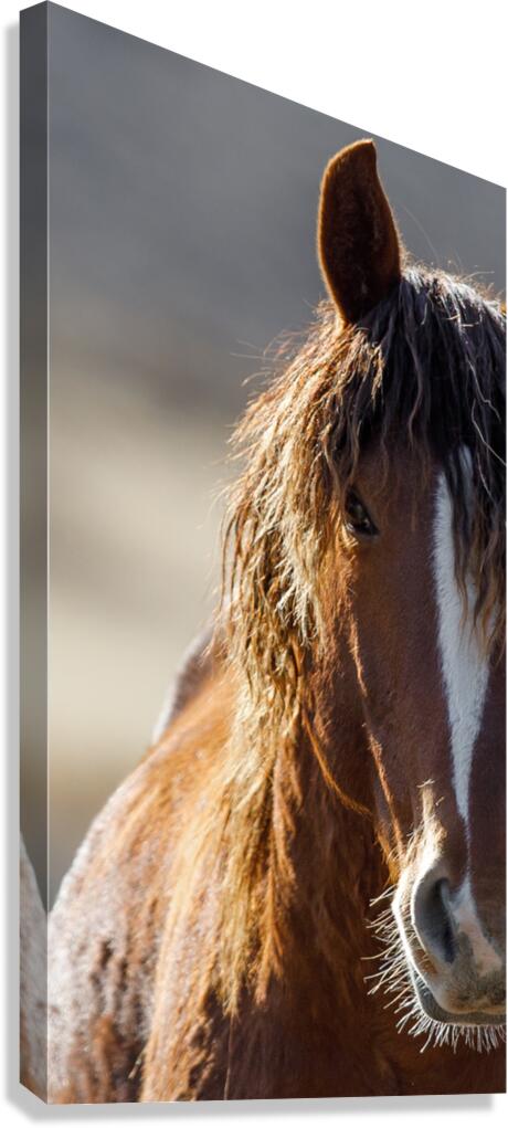 Nutmeg Canvas Print