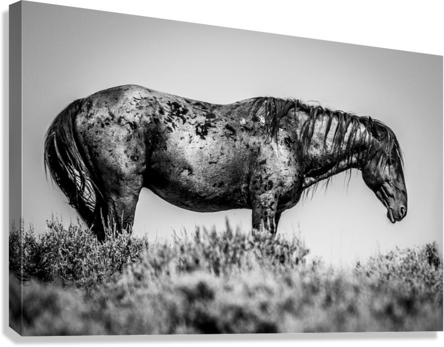Midnight Roan Canvas Print