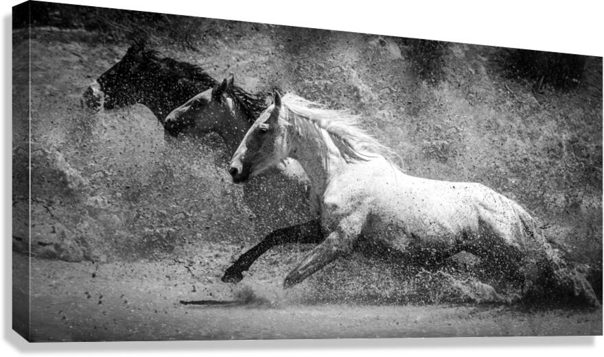 Dash and Splash Canvas Print