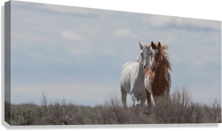 Tail Wind Canvas Print