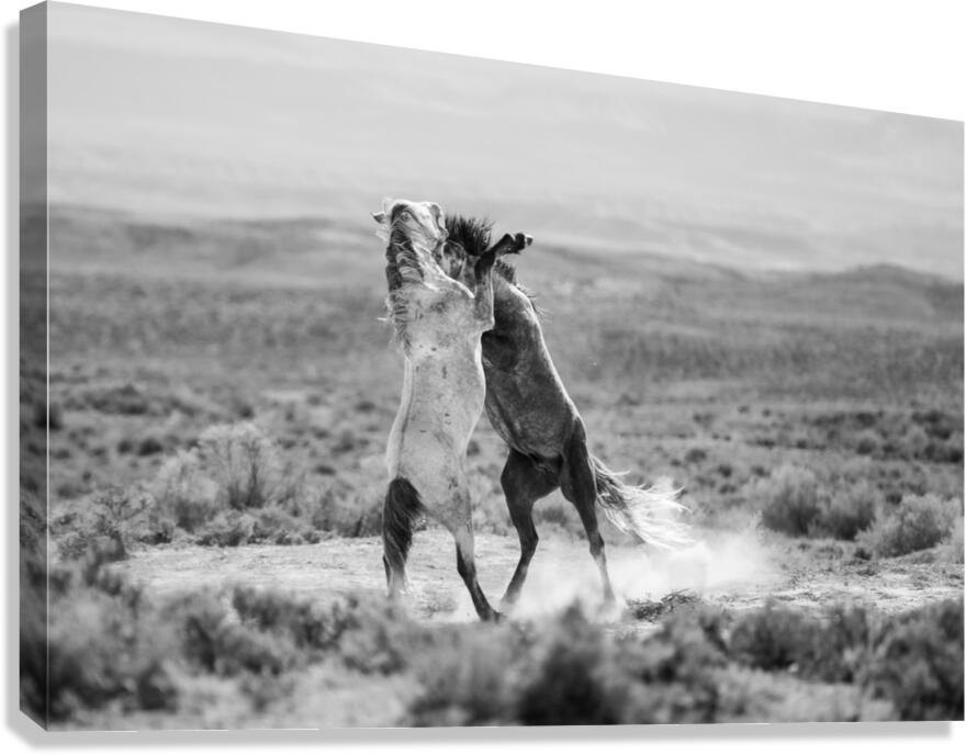 Fighting Wild Canvas Print