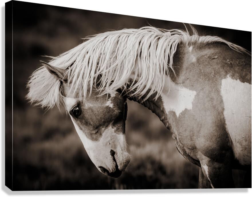 Meteor In Motion Canvas Print