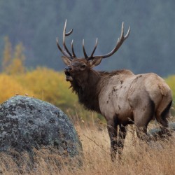 Rocky Mountain National Park Elk