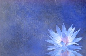 Lotus Blossom