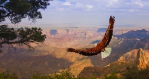 Eagle takes flight over Grand Canyon USA