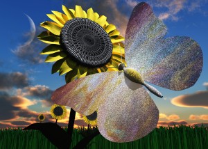 Butterfly on Sunflower
