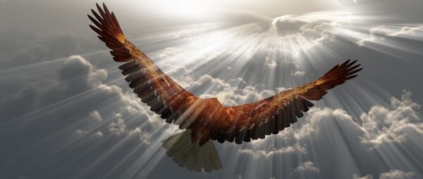 Eagle in the sky by Bruce Rolff Wall Art