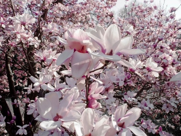 Tender flowers Print