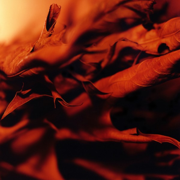Abstract Leaves Print