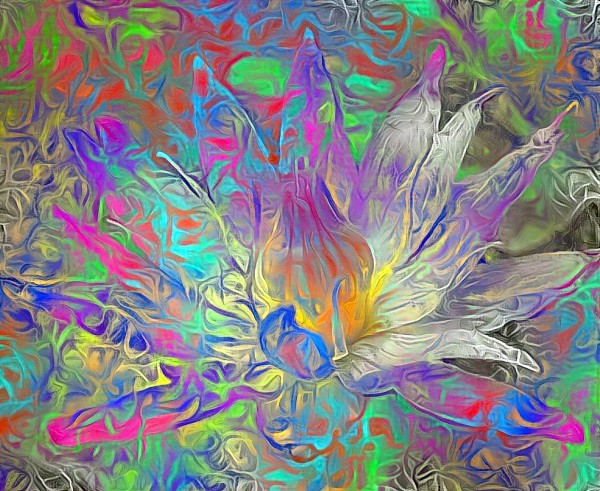 Beautiful Lotus Flower Print