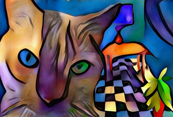 Colorful Cat Print