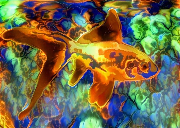 Golden Fish Print