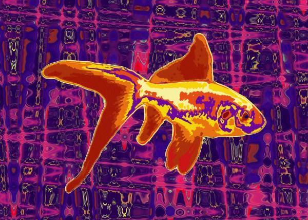 Golden Fish Print