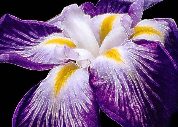 Iris Print