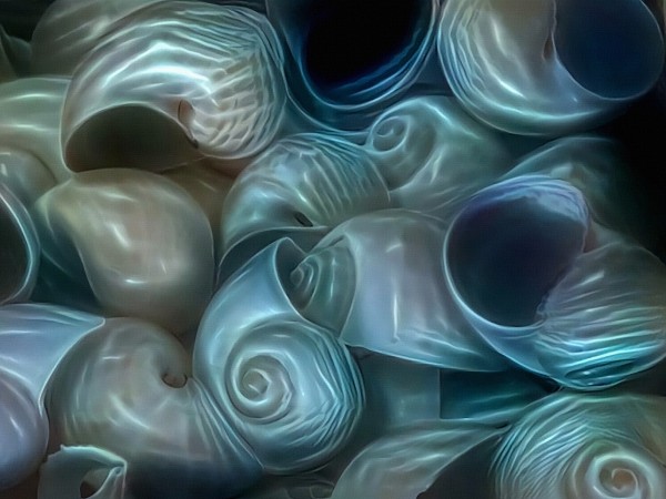 Moon Seashells Print