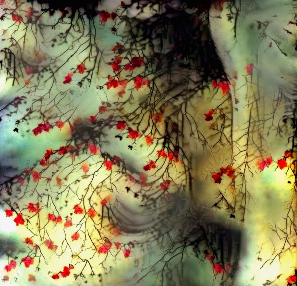 Red Leaves Print