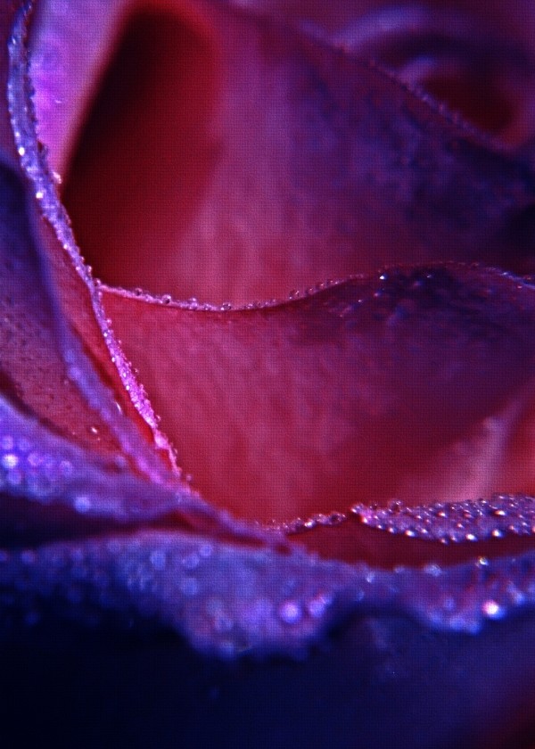 Rose Print