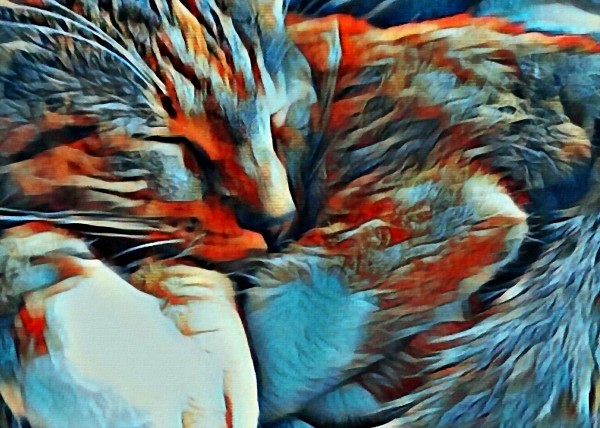 Sleeping Cat Print