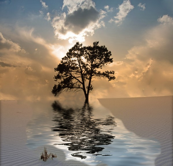 Desert Tree Print