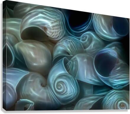 Moon Seashells Canvas Print