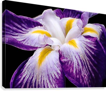 Iris Canvas Print